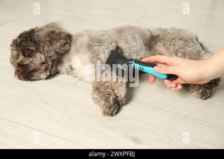 Donna che pulisce il cane Maltipoo carino in casa, primo piano. Adorabile animale domestico Foto Stock