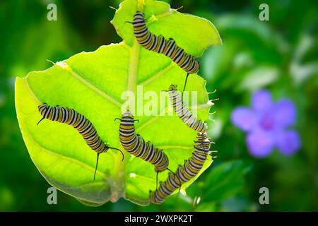 Un gruppo di brufoli si nutrono di una pianta di erbacce da latte in un giardino tropicale. Questi caterpillars alla fine si trasformeranno nella bellissima farfalla Monarch. Foto Stock