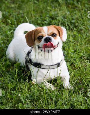 Piccolo cane bianco di razza mista carino con imbracatura riflettente nera sdraiato nell'erba verde, guarda la telecamera con un grande sorriso felice e la lingua fuori in estate Foto Stock