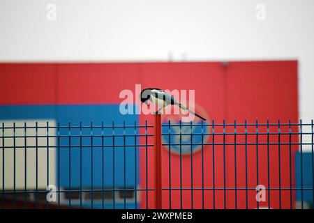 Pica eurasiatica appollaiata su una recinzione metallica blu e rossa che guarda in basso sotto la pioggia, sfondo sfocato dello stadio Vasas SC a Budapest, Ungheria in primavera Foto Stock
