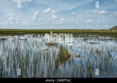 Everglades, Florida, Stati Uniti - 29 luglio 2023: Ampio paesaggio paludoso con stretta cintura di canne verdi sotto il paesaggio nuvoloso azzurro Foto Stock