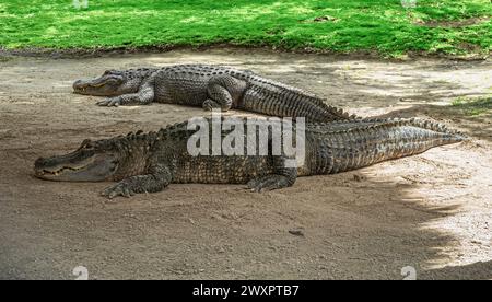 Everglades, Florida, Stati Uniti - 29 luglio 2023: Primo piano, 2 alligatori sullo sporco con mascelle chiuse Foto Stock