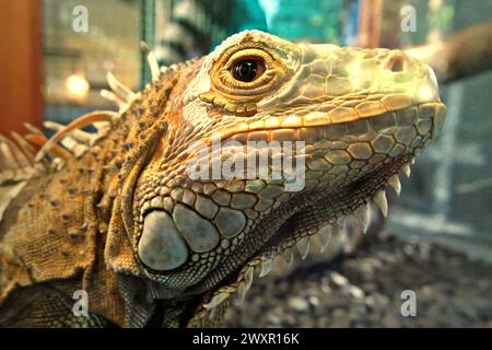 Un iguana (probabilmente un individuo maschio di iguana verde, Iguana iguana) in una struttura veterinaria gestita da Bali Zoo a Singapore, Sukawati, Gianyar, Bali, Indonesia. Foto Stock