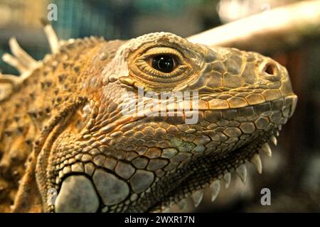 Un iguana (probabilmente un individuo maschio di iguana verde, Iguana iguana) in una struttura veterinaria gestita da Bali Zoo a Singapore, Sukawati, Gianyar, Bali, Indonesia. Foto Stock