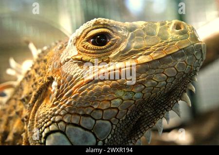 Un iguana (probabilmente un individuo maschio di iguana verde, Iguana iguana) in una struttura veterinaria gestita da Bali Zoo a Singapore, Sukawati, Gianyar, Bali, Indonesia. Foto Stock