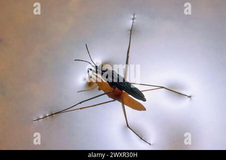 Strider d'acqua, (Aquarius remigis), che dimostra tensione superficiale Foto Stock