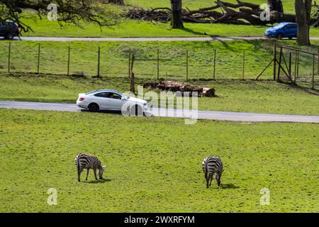 Zebra. Giorno festivo al Longleat Safari Park. Foto Stock