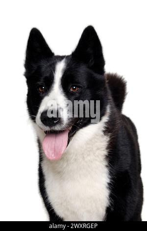 Felice cane da orso careliano. Isolato su uno sfondo bianco pulito Foto Stock