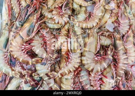 Primo piano di una varietà di aragoste fresche colorate esposte al mercato del pesce. Foto Stock