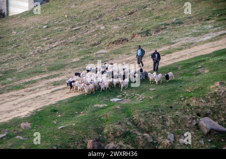 Pastori che portano il loro gregge di pecore attraverso i prati di Auli a Uttarakhand, in India Foto Stock