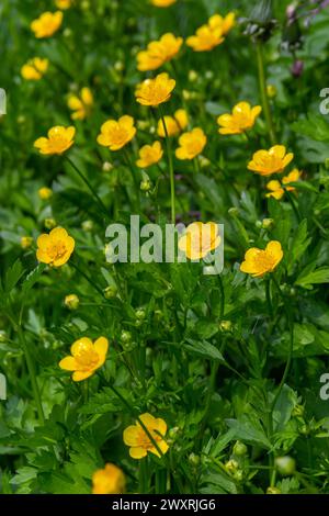 La perdita di Ranunculus repens, la coppa di siero strisciante, è una pianta fiorente della famiglia Ranunculaceae, nel giardino. Foto Stock