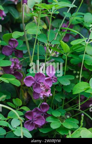 Akebia quinata, cioccolato, racemi con fiori viola-rossastro Foto Stock