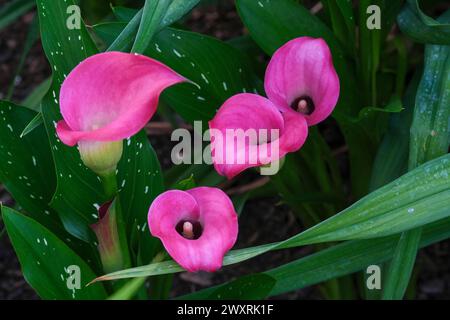 Zantedeschia Zazu, calla giglio Zazu, setosa, rossetto fiori, Foto Stock