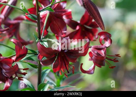 Lilium Night Flyer, Lily Night Flyer, grande, rivolto verso l'esterno, rosso scuro. fiori di borgogna Foto Stock