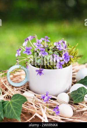 Splendida disposizione floristica pasquale con dolci fiori viola in una tazza di ceramica decorata con uova. (Viola odorata) decorazione del giardino primaverile. Foto Stock