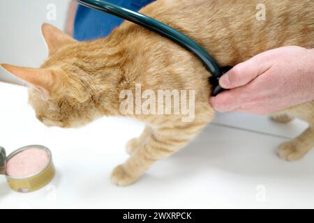 Un gatto marrone a un veterinario su un tavolo bianco Foto Stock