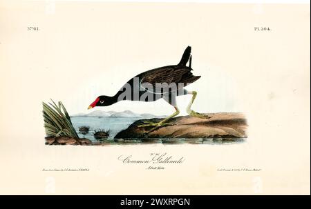 Vecchia illustrazione incisa della galinola viola (Gallinula chloropus). Di J.J. Audubon: Birds of America, Philadelphia, 1840 Foto Stock