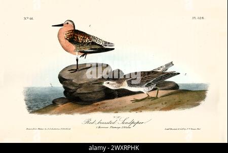 Vecchia illustrazione incisa di sandpiper dal petto rosso (Calidris canutus). Di J.J. Audubon: Birds of America, Philadelphia, 1840 Foto Stock