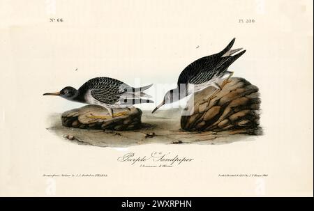 Vecchia illustrazione incisa di sandpiper viola (Calidris maritima). Di J.J. Audubon: Birds of America, Philadelphia, 1840 Foto Stock