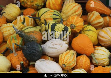 Un assortimento di minuscole zucche e caramelle Foto Stock