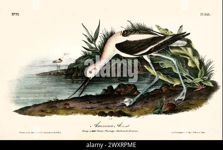 Vecchia illustrazione incisa dell'avocet americano (Recurvirostra americana). Di J.J. Audubon: Birds of America, Philadelphia, 1840 Foto Stock