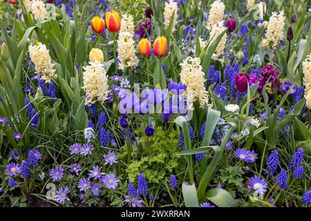 L'abbondanza di colori e profumi di varie specie di fiori che fioriscono nel giardino primaverile Foto Stock