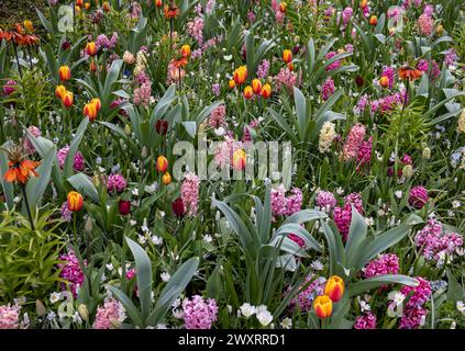 L'abbondanza di colori e profumi di varie specie di fiori che fioriscono nel giardino primaverile Foto Stock