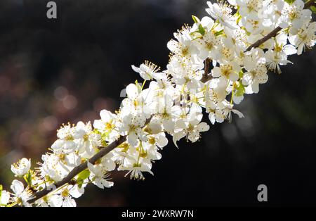 Un ramo con fiori di Prunus domestica (Mirabelle) alla luce del sole. Foto Stock