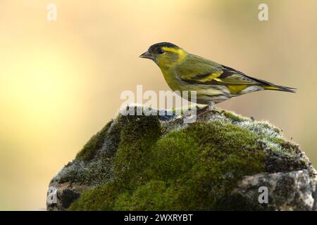 Seta eurasiatica, Carduelis spinus, isolato, uccello, bianco, conservazione, europea, adulti, gialla, piuma, ambientale, maschile, finch, birdwatching, pe Foto Stock