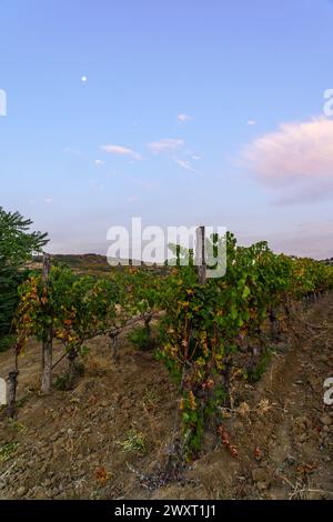 Vista all'alba dei vigneti e delle montagne, vicino a Demir Kapija, Macedonia del Nord Foto Stock