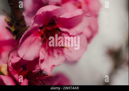 Macro shot in fiore di ciliegio Foto Stock