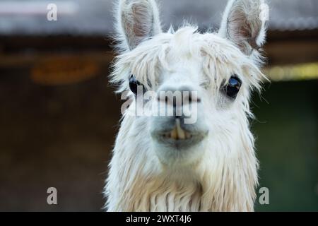 un simpatico lama bianca proietta la fotocamera e la sua personalità unica risplende in questo incontro ravvicinato Foto Stock