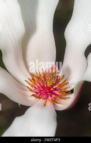 Fiore di Magnolia con gocce di nettare macro Foto Stock