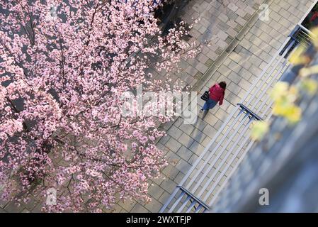 Vista aerea della graziosa primavera rosa in fiore su Copenhagen Street, vicino a Kings Cross, nel nord di Londra, Regno Unito Foto Stock