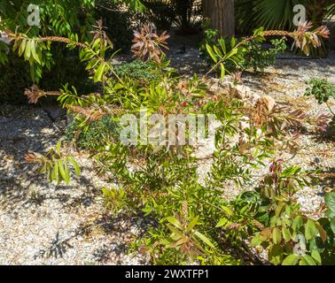 Melaleuca citrina, cialde di semi del Crimson Bottlebrush Foto Stock