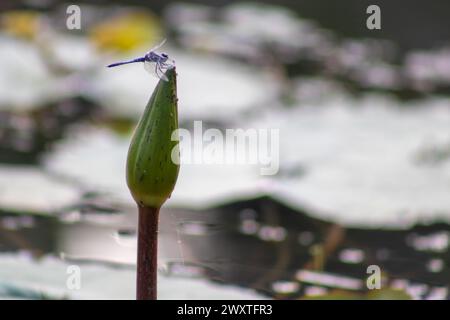 Una libellula seduta su un acquario, giardino botanico, Dacca, Bangladesh Foto Stock