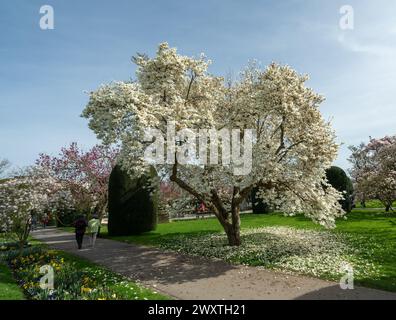 La magnolia fiorisce a Wilhelma Stuttgard. Baden Wuerttemberg, Germania, Europa Foto Stock