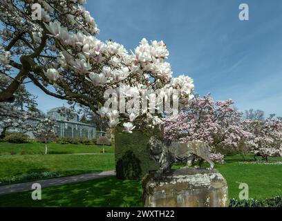 La magnolia fiorisce a Wilhelma Stuttgard. Baden Wuerttemberg, Germania, Europa Foto Stock