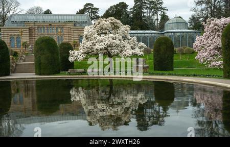 La magnolia fiorisce a Wilhelma Stuttgard. Baden Wuerttemberg, Germania, Europa Foto Stock