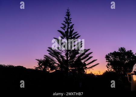 Un pino dell'isola di Norfolk (Araucaria heterophylla) è sagomato al crepuscolo. Chiamato anche pino di Norfolk, è una specie di conifere ma non un vero pino. Foto Stock