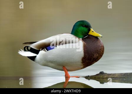 Anatra Mallard, Anas platyrhynchos maschio seduto su legno nel lago. Vista laterale, primo piano. Sfondo chiaro sfocato. Zamarovce, Slovacchia Foto Stock