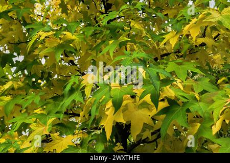 Foglie d'acero giapponese, Acer palmatum di colore verde/giallo. Albero ornamentale, rami. All'inizio dell'autunno. Sfondo naturale. Park Piestany, Slovacchia Foto Stock