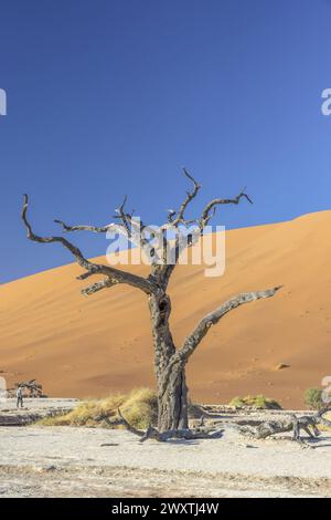 Immagine di un albero morto nella salina di Deadvlei nel deserto del Namib di fronte alle dune di sabbia rossa alla luce del mattino in estate Foto Stock