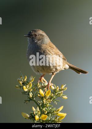 Un Dunnock (Prunella modularis) arroccato sulla cima di un cespuglio di gorse, Suffolk Foto Stock
