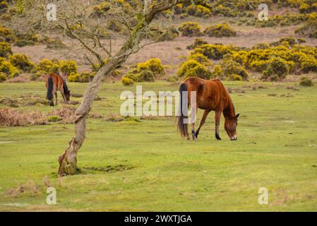 Godshill, New Forest, Hampshire, Regno Unito, 2 aprile 2024: Meteo. I pony della nuova foresta pascolano sulle paludi umide mentre le cespugli gialle fiorite di gorse fioriscono a temperature primaverili calde. Crediti: Paul Biggins/Alamy Live News Foto Stock