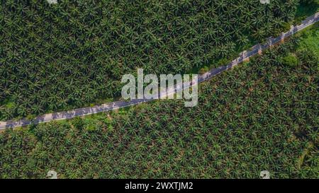 Vasto paesaggio agricolo dell'industria dell'olio di palma nel Borneo. Vista aerea che mostra le dimensioni della piantagione. Foto Stock