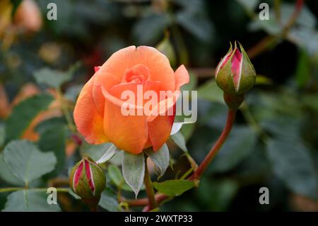 Single Orange David Austin Rosa "Lady of Shalott" Rose coltivate nel Rose Garden di Lowther Castle, Lake District National Park, Cumbria, Inghilterra, Regno Unito. Foto Stock