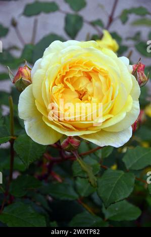 Single Yellow David Austin Rosa "Molineux" Rose coltivate nel Rose Garden di Lowther Castle, Lake District National Park, Cumbria, Inghilterra, Regno Unito. Foto Stock