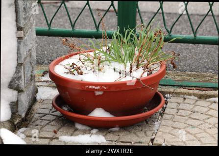 Stretta erba verde che cresce da vaso di fiori d'arancio ricoperto di neve mescolato con piante secche accanto al tradizionale muro di pietra e recinzione in metallo nell'urbano locale Foto Stock