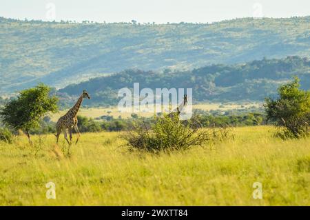 Autentico True South African Safari esperienza di Bushveld in una riserva naturale Foto Stock